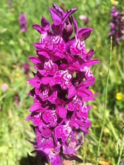 Wild Orchids .